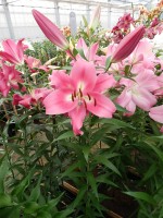 [4161 Labrador Mak No01.JPG]